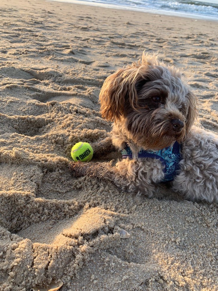 Hundetreffen-Spazieren in Seevetal-Profilbild