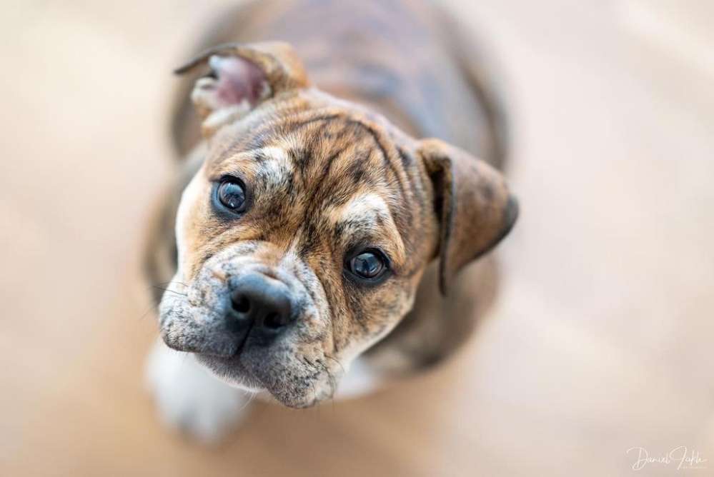Hundetreffen-Welpen- oder Junghundtreffen-Profilbild