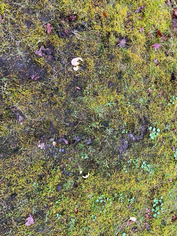 Giftköder-Möglicher Giftköder-Profilbild