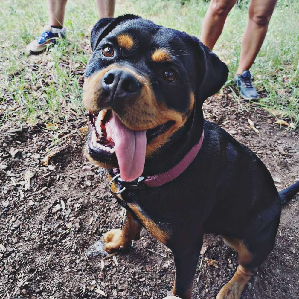 Hundetreffen-Hundefreunde gesucht 🙋‍♂️-Profilbild