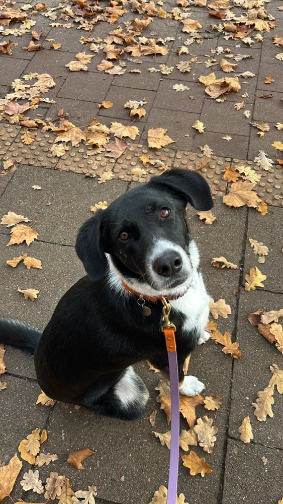 Hundetreffen-Geimeinsame Gassirunde im Niendorfer Gehege-Profilbild