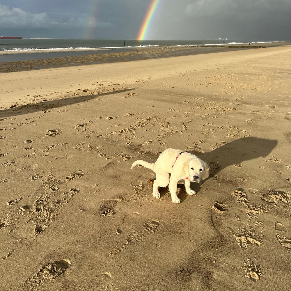 Hundetreffen-Hundefreunde gesucht-Profilbild