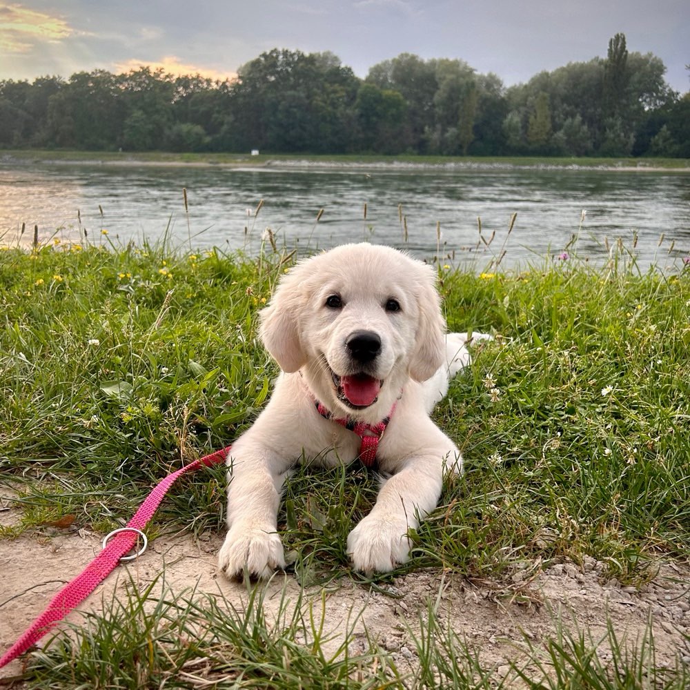 Hundetreffen-Hundefreunde gesucht-Profilbild