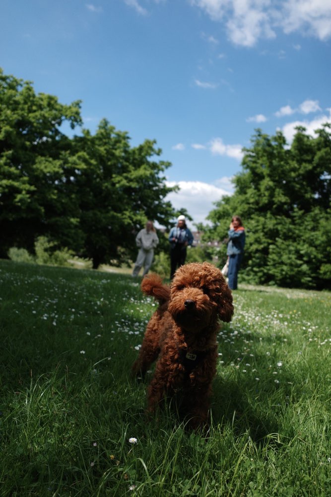 Hundetreffen-Social Walk ohne Kontakt-Profilbild