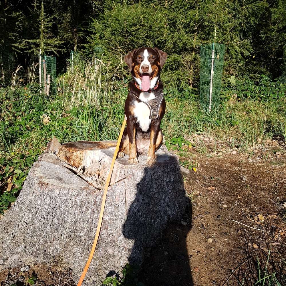 Hundetreffen-Spielen und Lernen-Profilbild