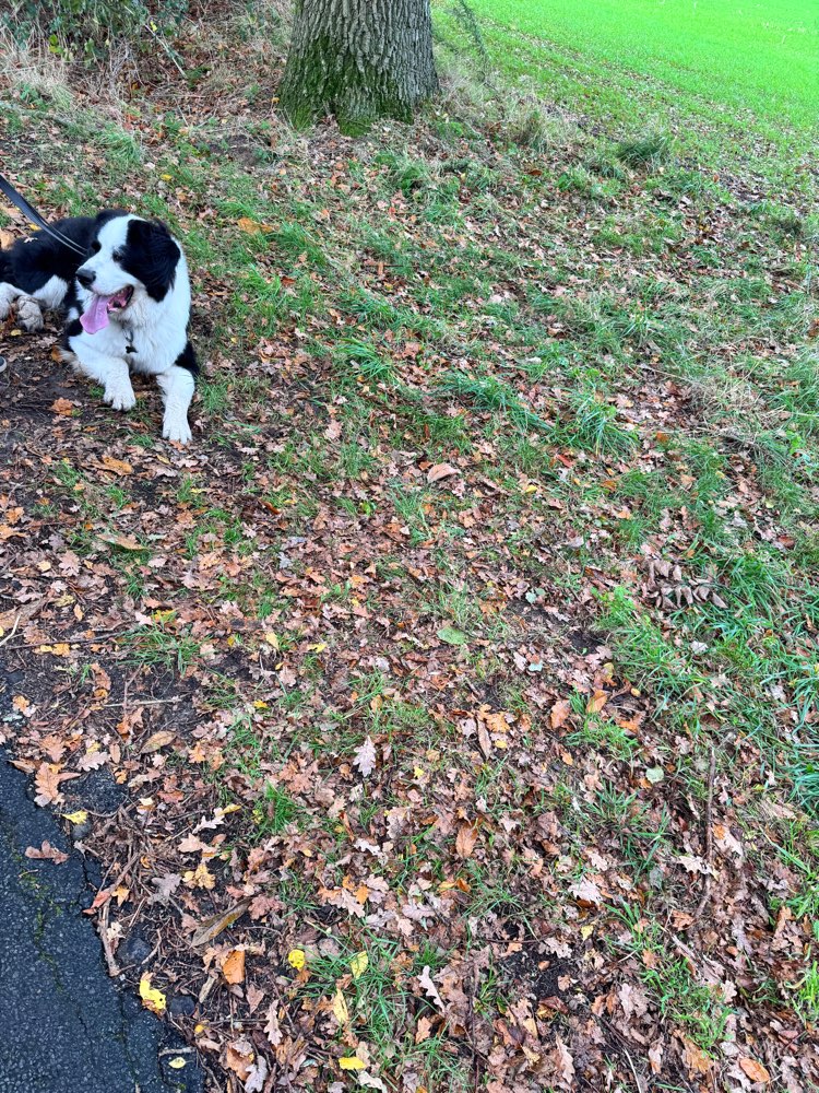 Hundetreffen-Puppertier sucht Spielgefährten in Groß-Profilbild