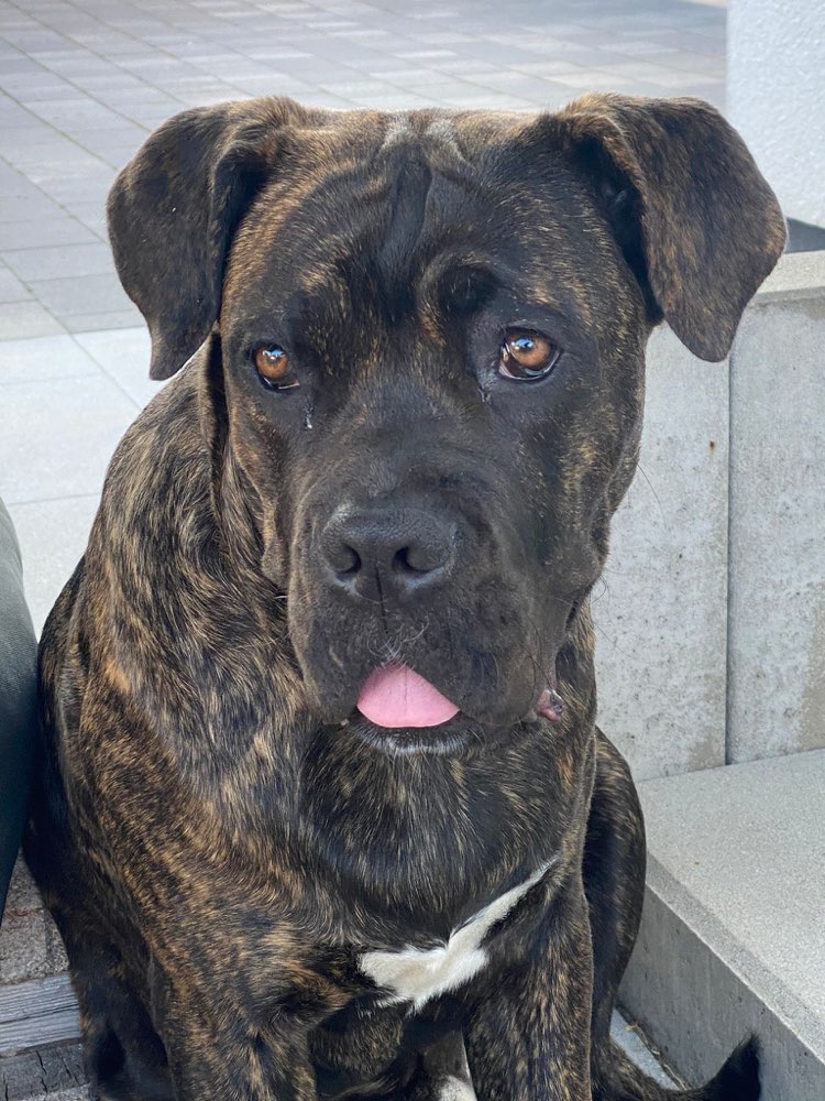 Hundetreffen-Aaron sucht Gassi und Tobe Kumpel-Profilbild