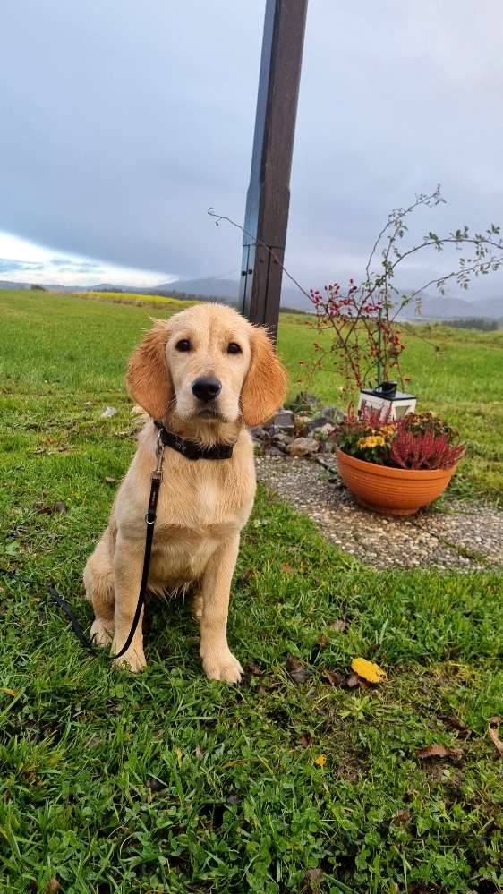 Hundetreffen-Junghunde Sozialisierung-Profilbild