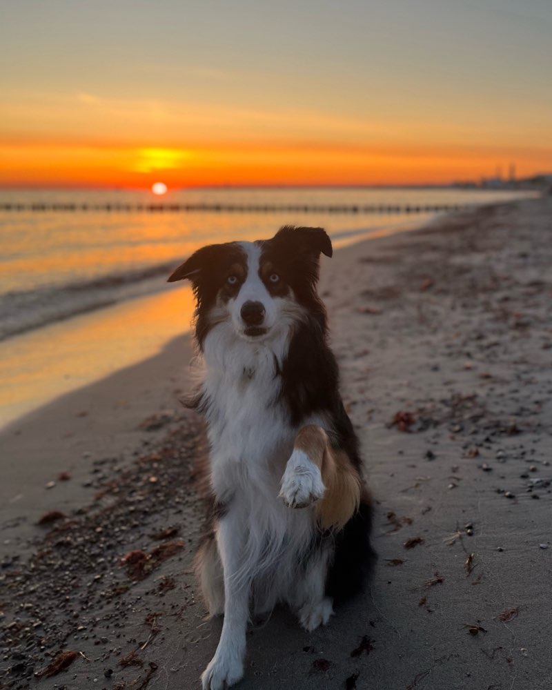 Hundetreffen-Social Walk (ohne direkt Kontakt)-Profilbild