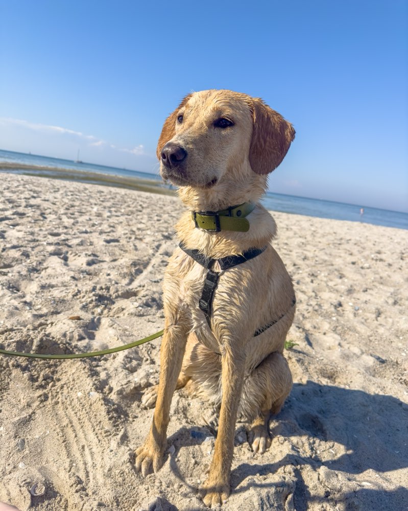 Hundetreffen-Socialwalk Partner gesucht 😊-Profilbild