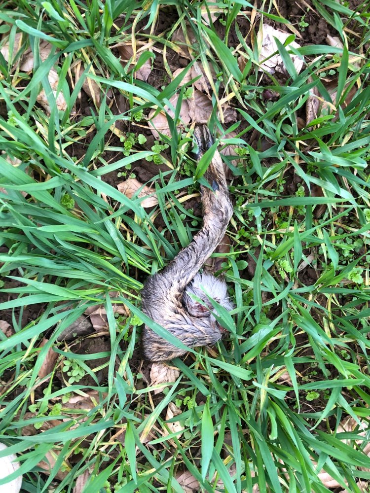 Giftköder-Reh Bein-Profilbild