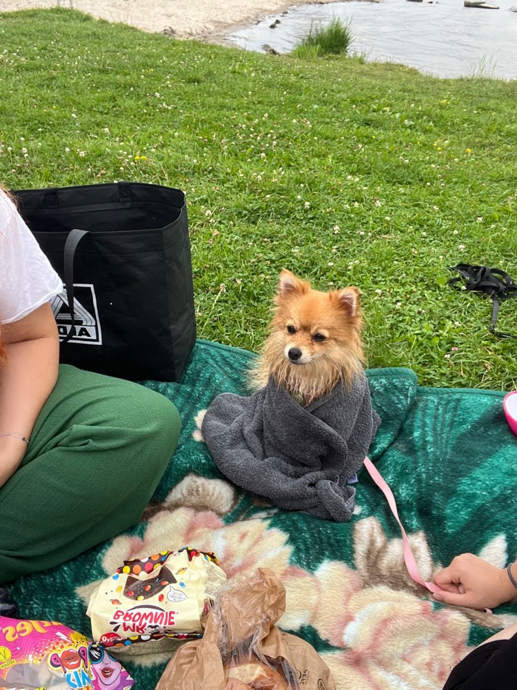 Hundetreffen-Spieltreffen/ Spazieren gehen-Profilbild