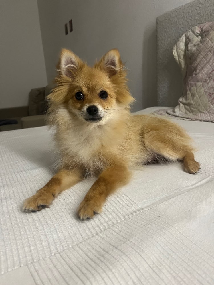 Hundetreffen-Kleine Hunde treffen-Profilbild