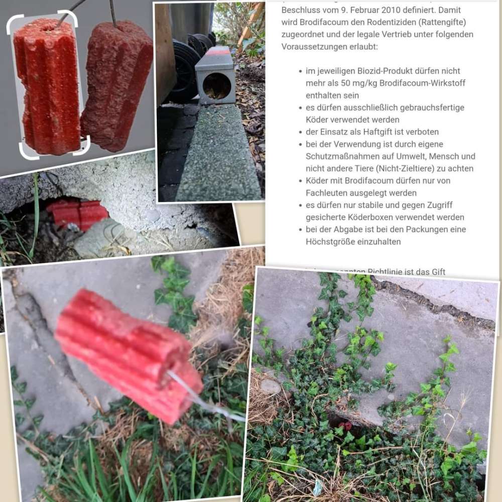 Giftköder-Rattengift-Blöcke unsachgemäß ausgelegt-Profilbild