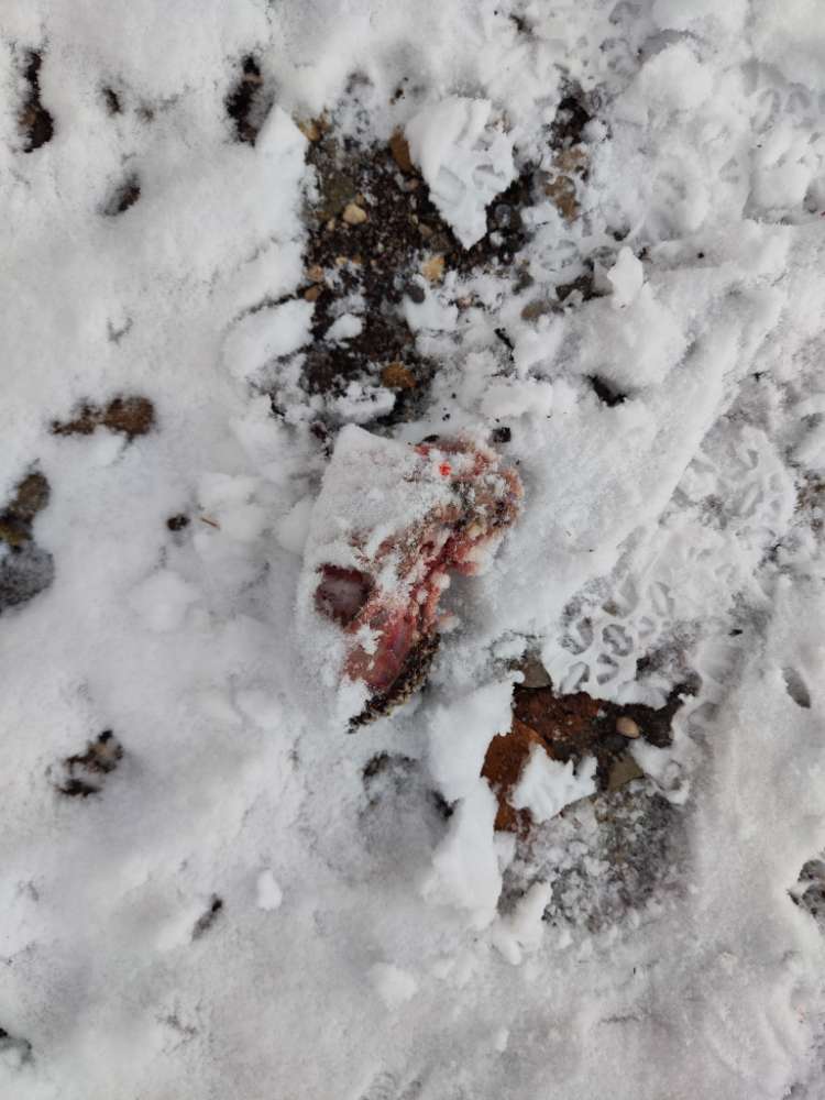 Giftköder-Tierschädel auf dem Weg-Profilbild