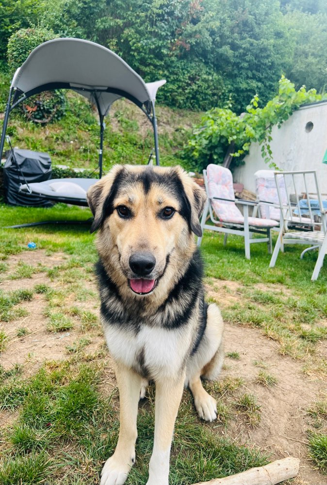 Hundetreffen-Spaziergang mit Spiel und Spaß-Profilbild