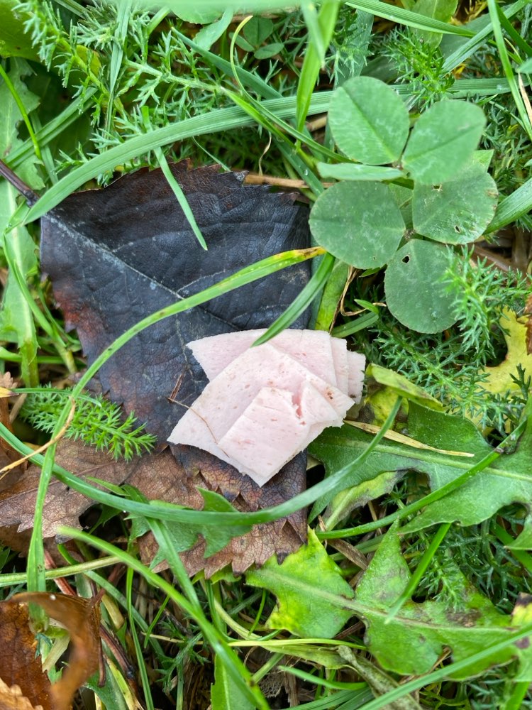 Giftköder-Evtl. Giftköder-Profilbild