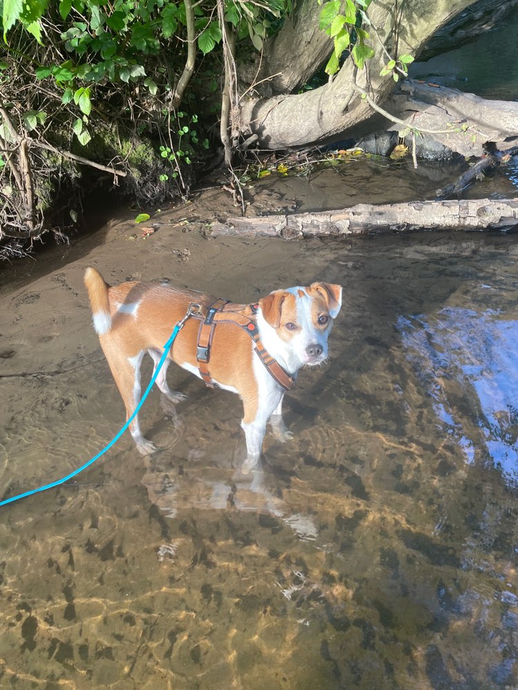 Hundetreffen-Hundekontakt / Gassirunde gesucht-Profilbild