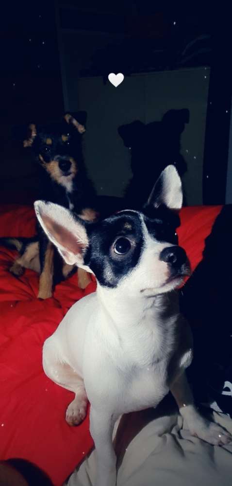 Hundetreffen-Zwergentreff 😊-Profilbild