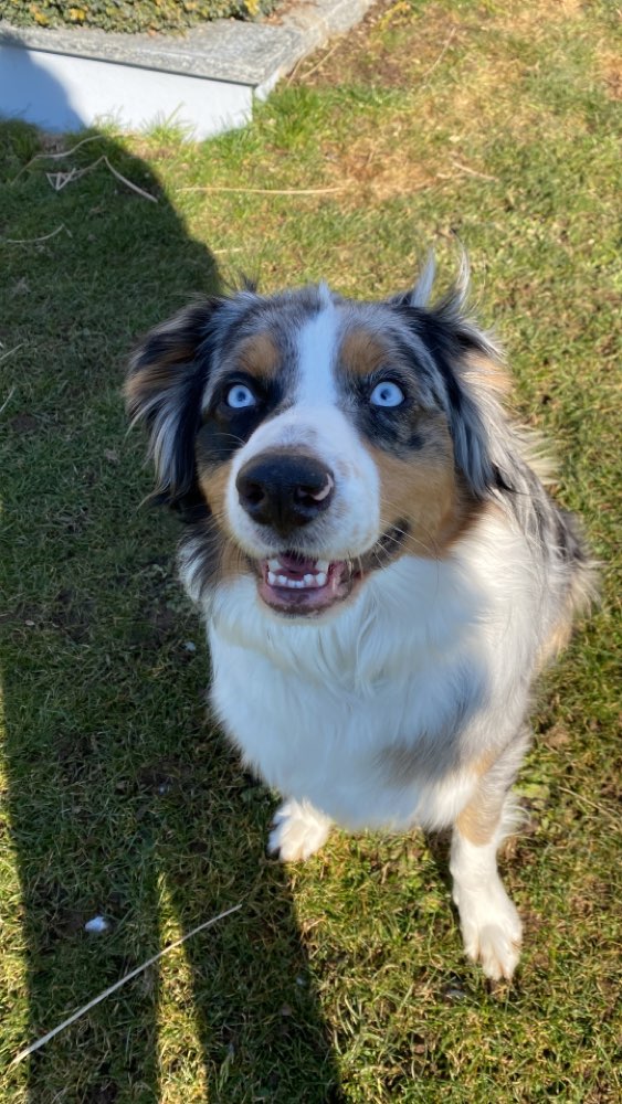 Hundetreffen-Spieltreffen-Profilbild