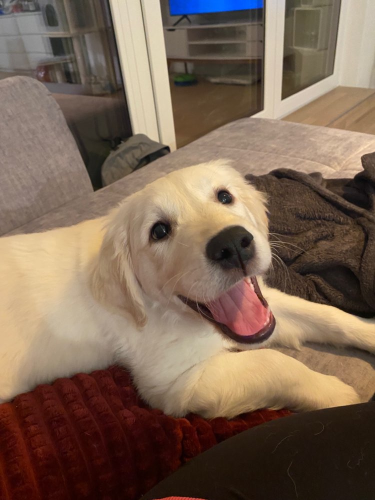 Hundetreffen-Spiel Date mit Bruno-Profilbild