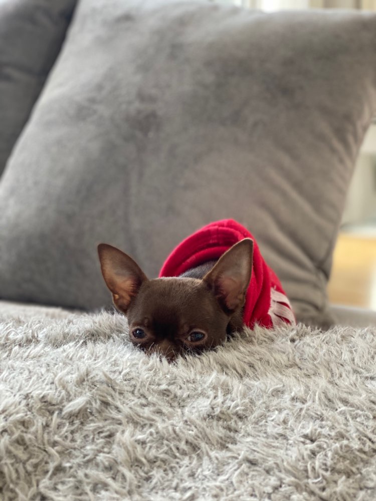 Hundetreffen-Welpen Treff-Profilbild