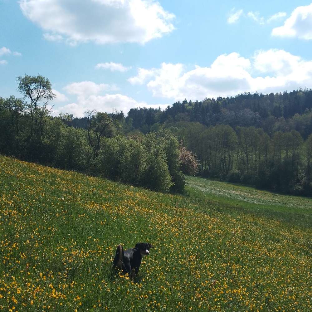 Hundetreffen-Gemeinsames Gassi, Spielen-Profilbild