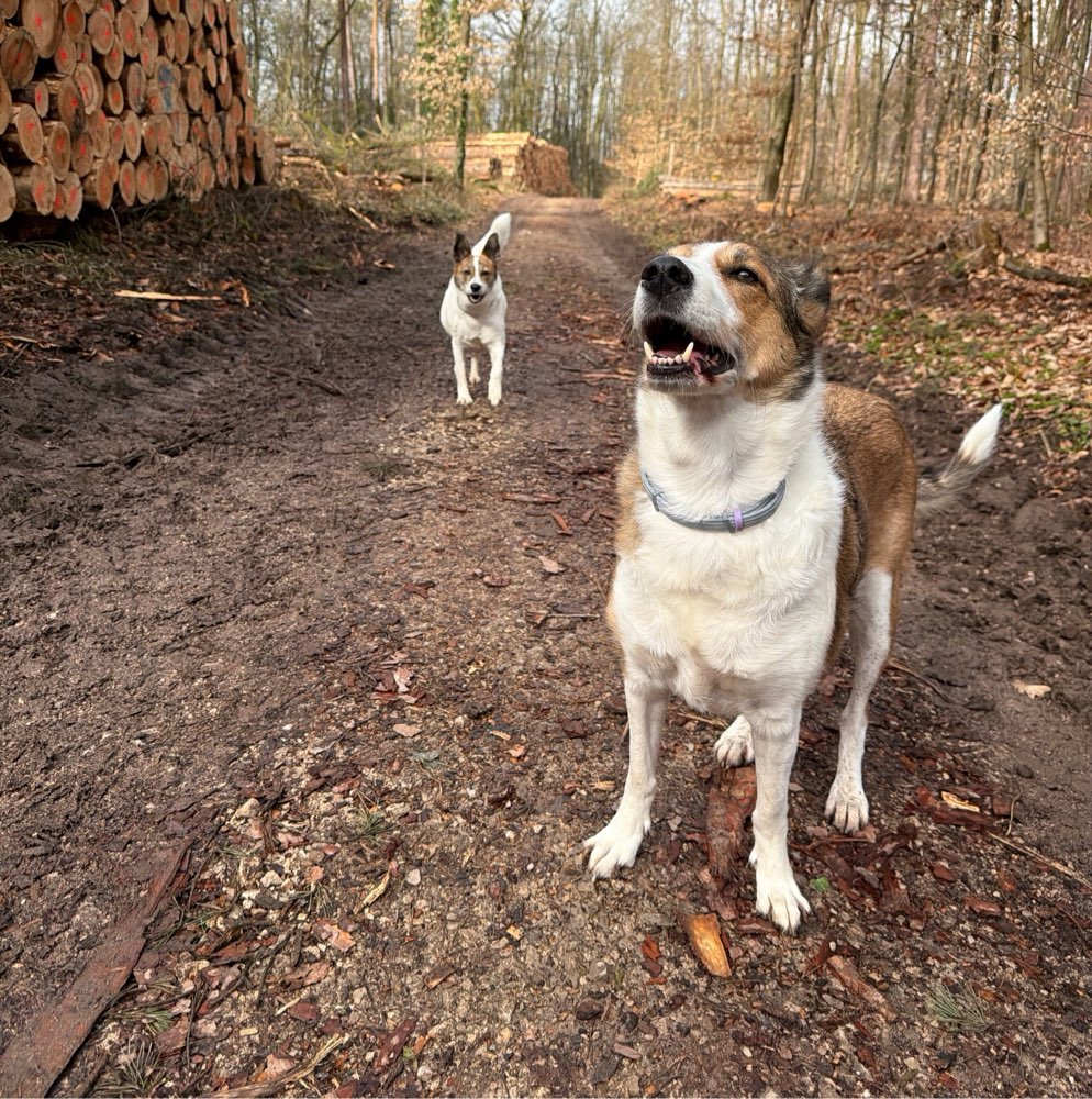 Hundetreffen-Gassi Fürther Stadtwald-Profilbild