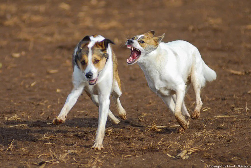 Hundetreffen-Gassitreff-Profilbild