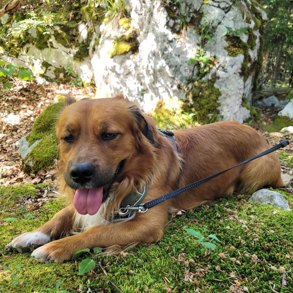 Hundetreffen-Spielkumpel/ine für Django gesucht-Profilbild