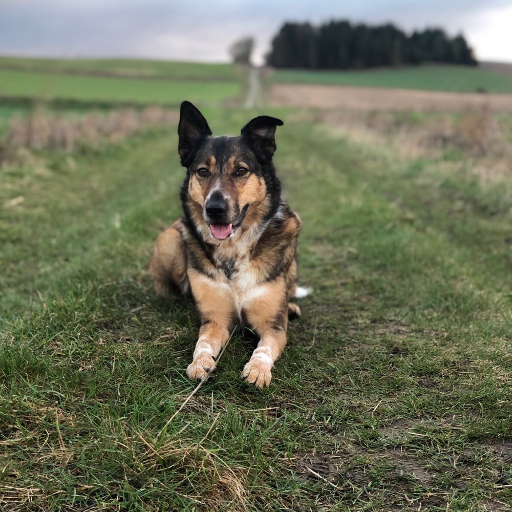 Hundetreffen-Wir suchen nette Begleitung für eine große Gassirzndw-Profilbild