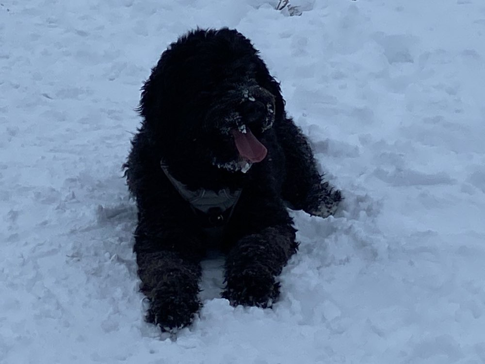 Hundetreffen-Hundewiese Raum Bielefeld-Profilbild