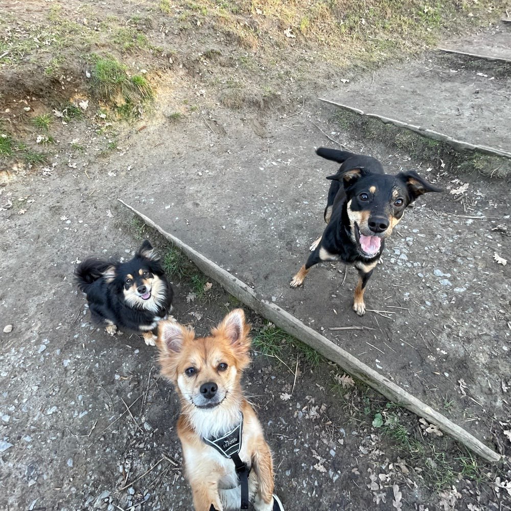 Hundetreffen-Spazieren-Profilbild