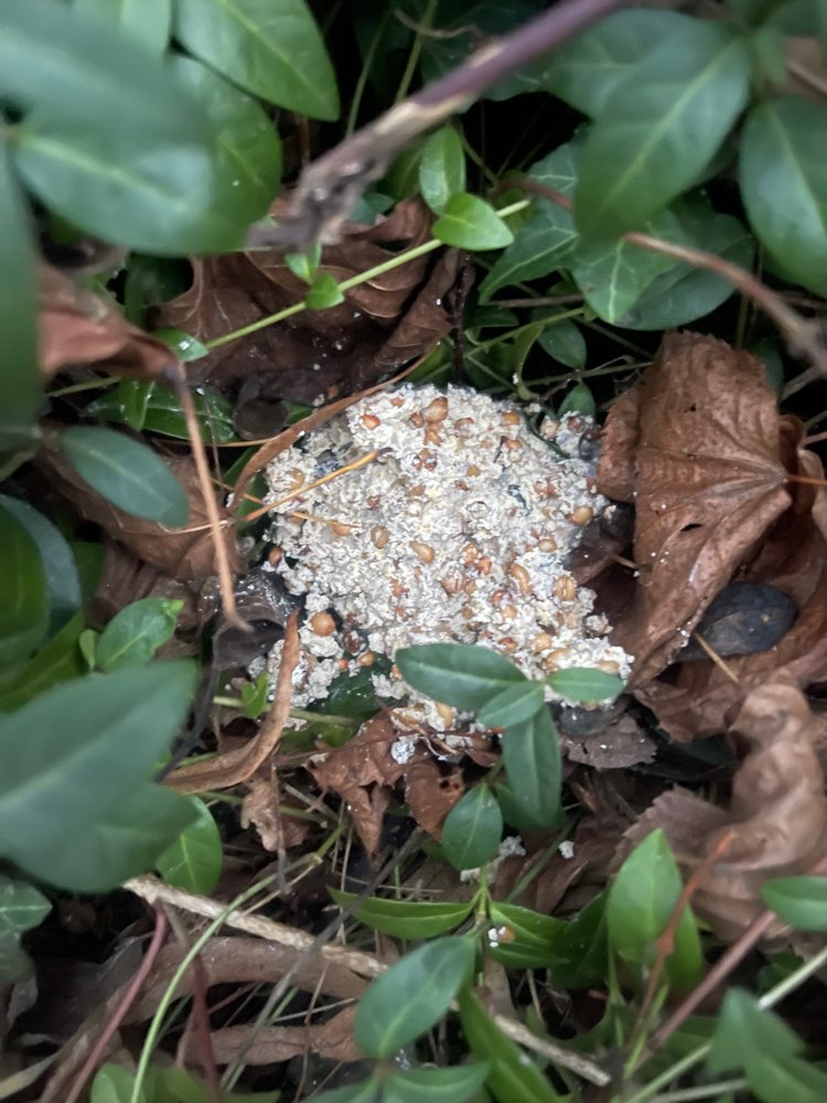 Giftköder-Möglicherweise Rattengift-Profilbild