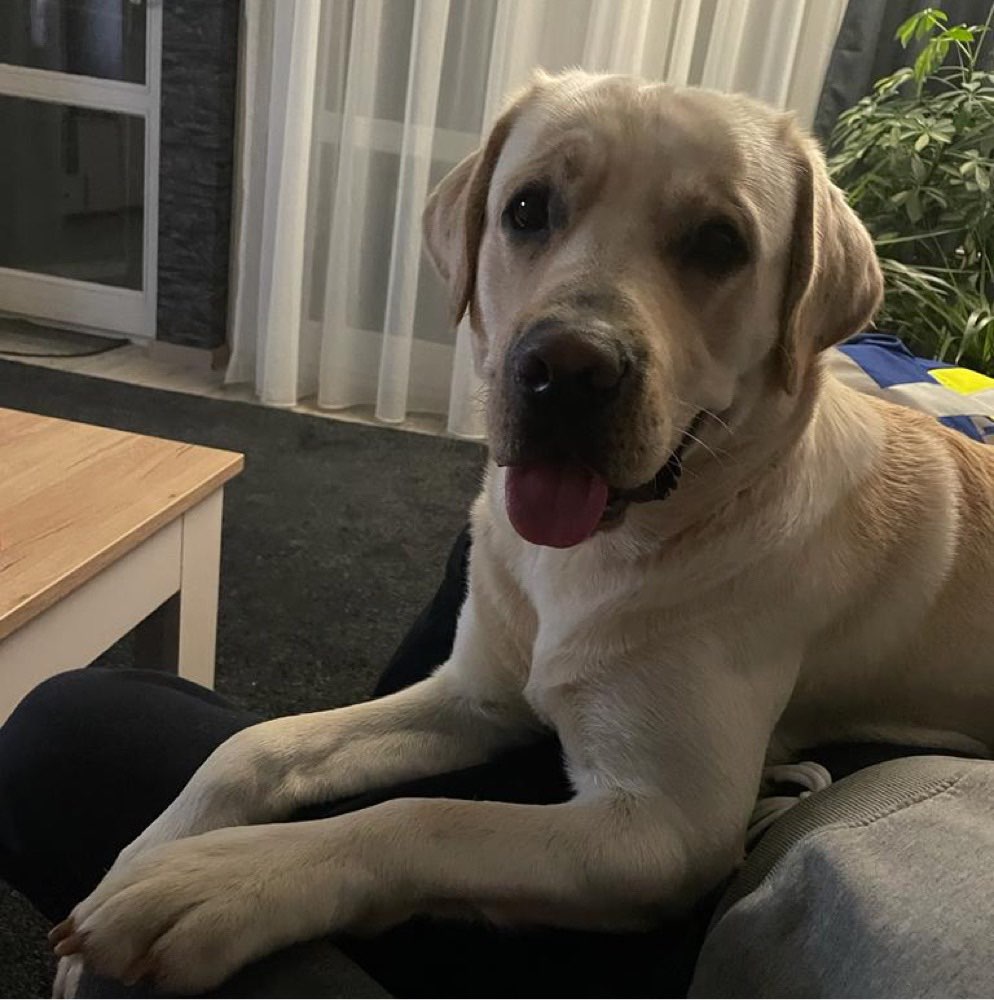 Hundetreffen-Spielen und toben-Profilbild