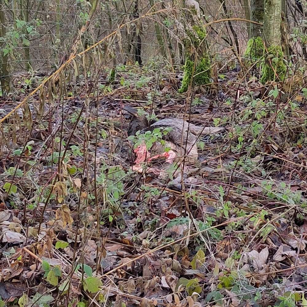 Giftköder-Rehkadaver-Profilbild