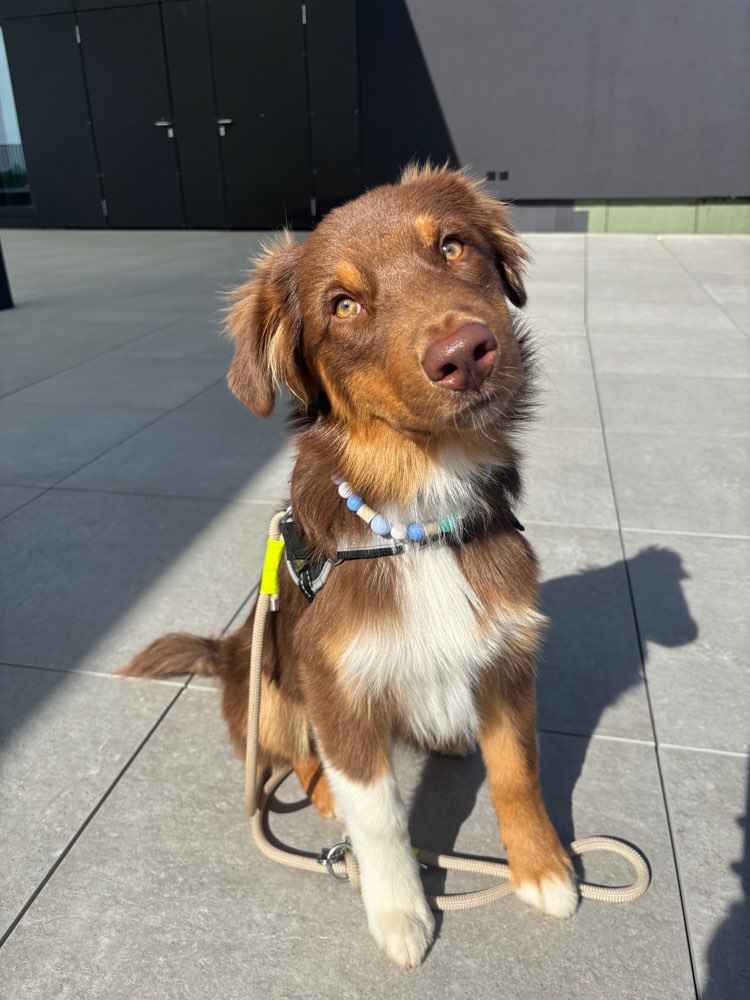 Hundetreffen-Social Walk-Profilbild