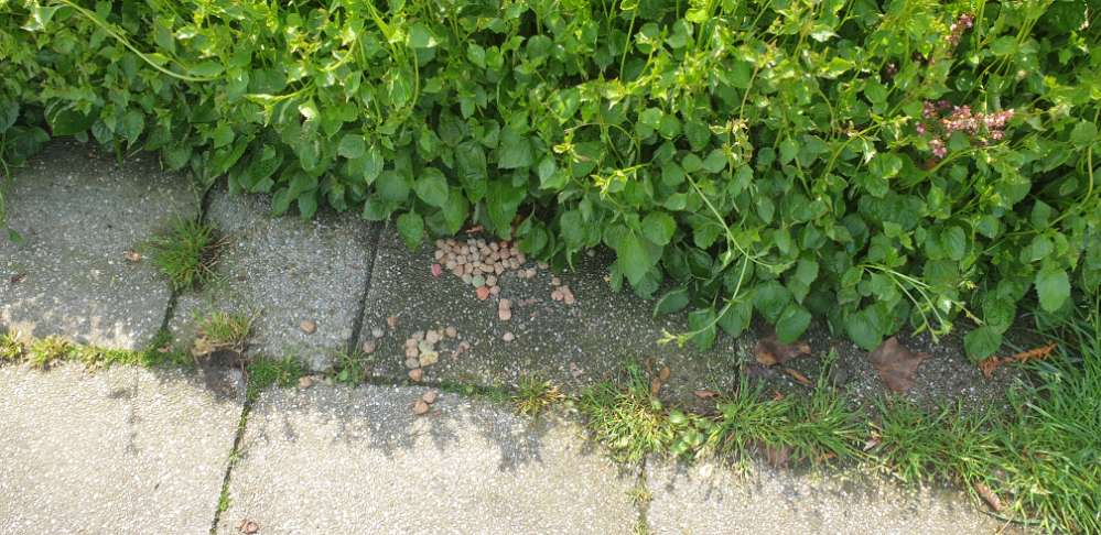 Giftköder-Ausgelegte Leckerlis auf dem Bürgersteig-Profilbild