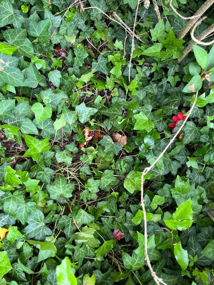 Giftköder-Fleisch im Gebüsch-Profilbild