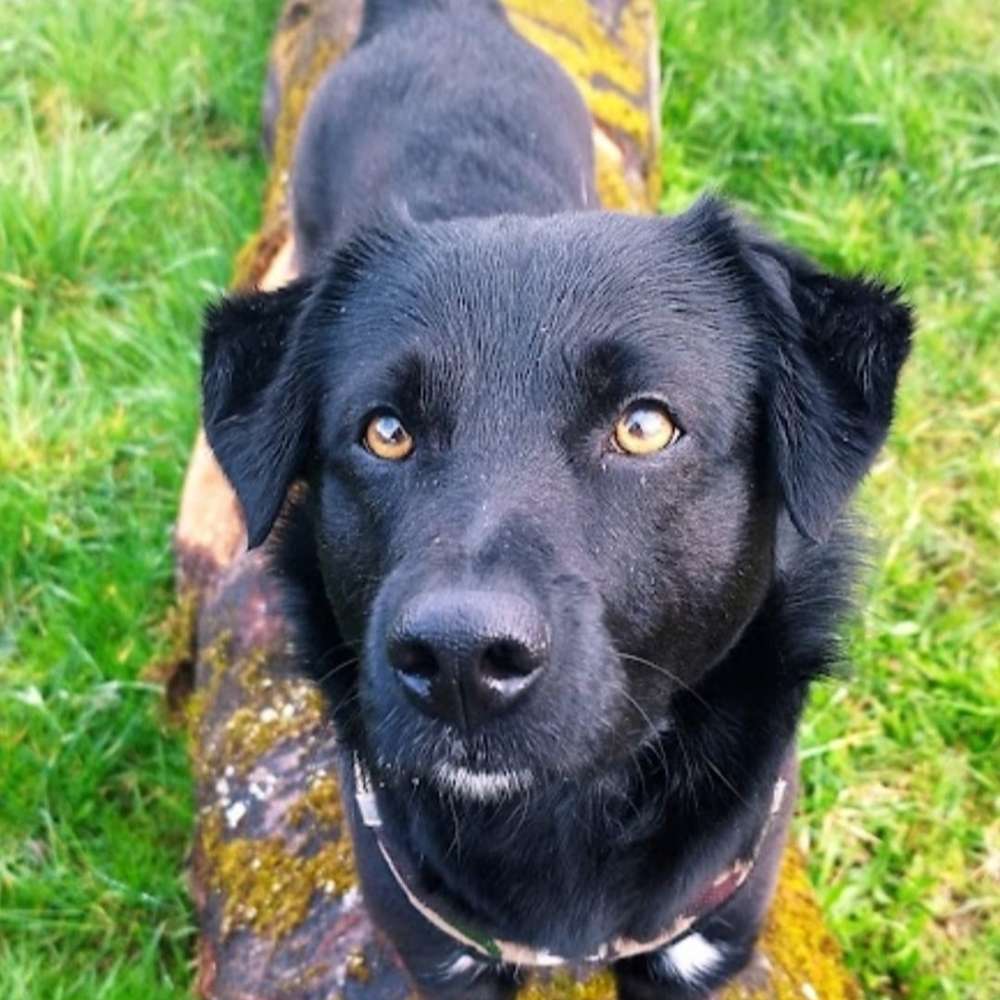 Hundetreffen-Gassirunde-Profilbild