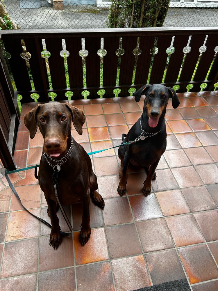 Hundetreffen-Hundebegegnungen üben und Trainingszwecken.-Profilbild