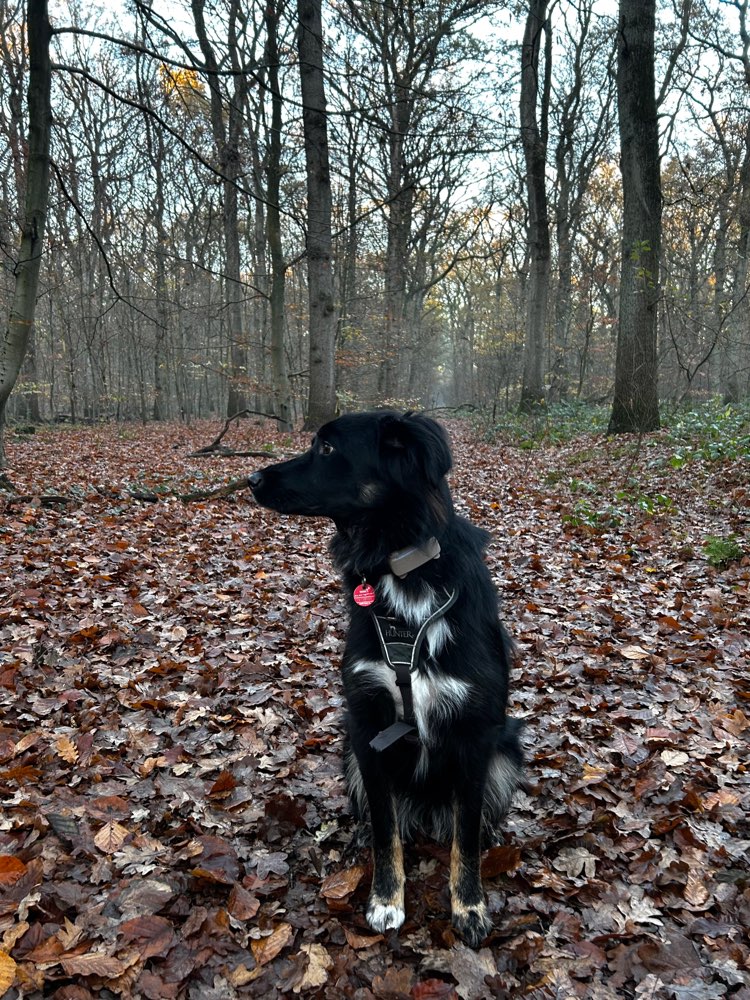 Hundetreffen-Spielfreunde in Olfen-Profilbild