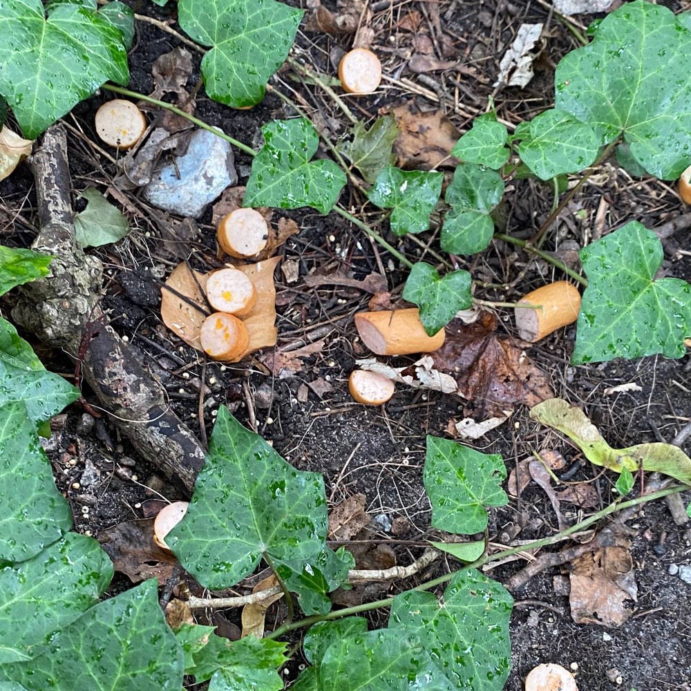 Giftköder-Würstchen ausgelegt-Profilbild