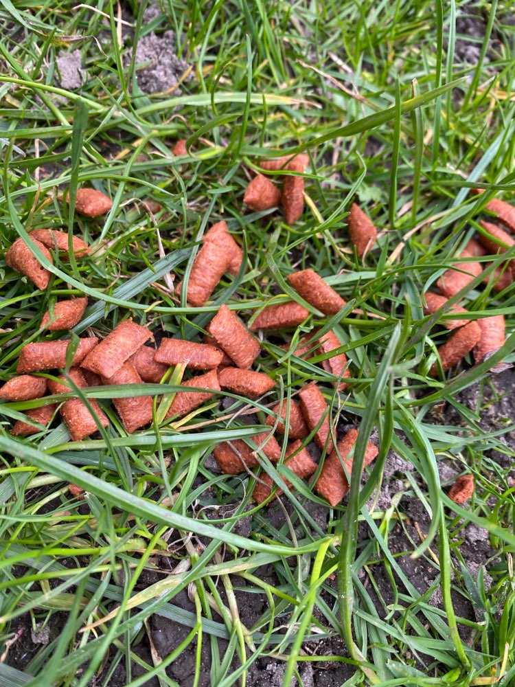 Giftköder-Verteilte Leckerlies-Profilbild