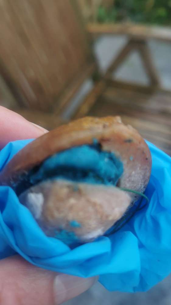 Giftköder-Giftköder-Profilbild