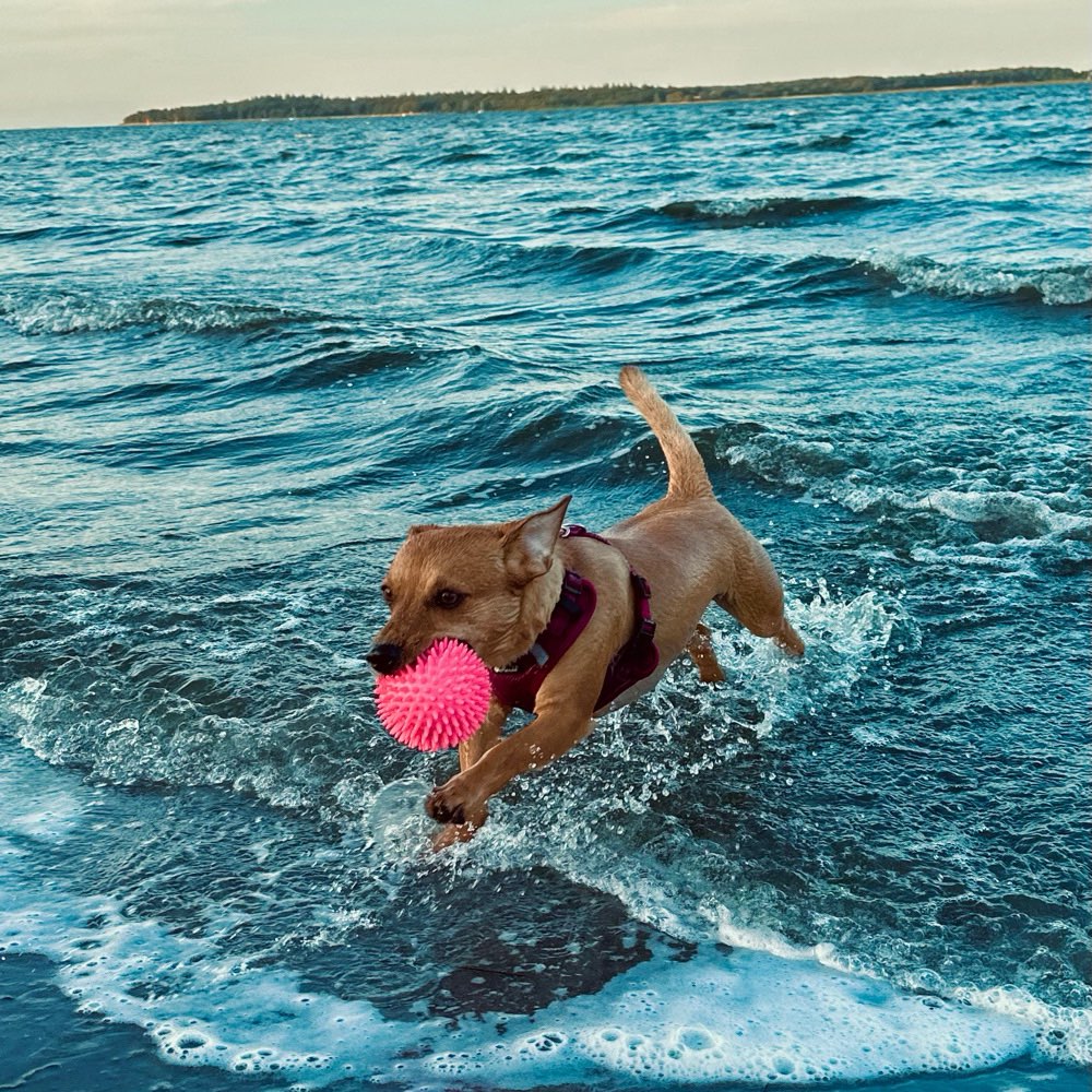 Hundetreffen-Gassi/Spieletreff-Profilbild