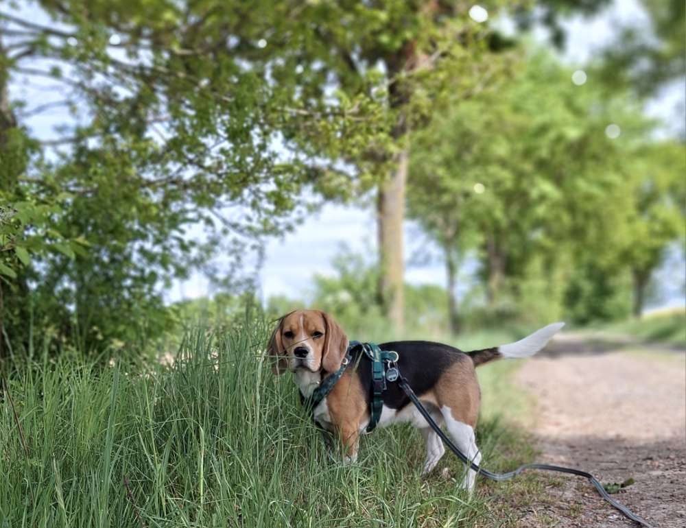 Hundetreffen-Spaziergänge in Sudwalde/Bassum/Syke/Bremen (Obervieland)-Profilbild