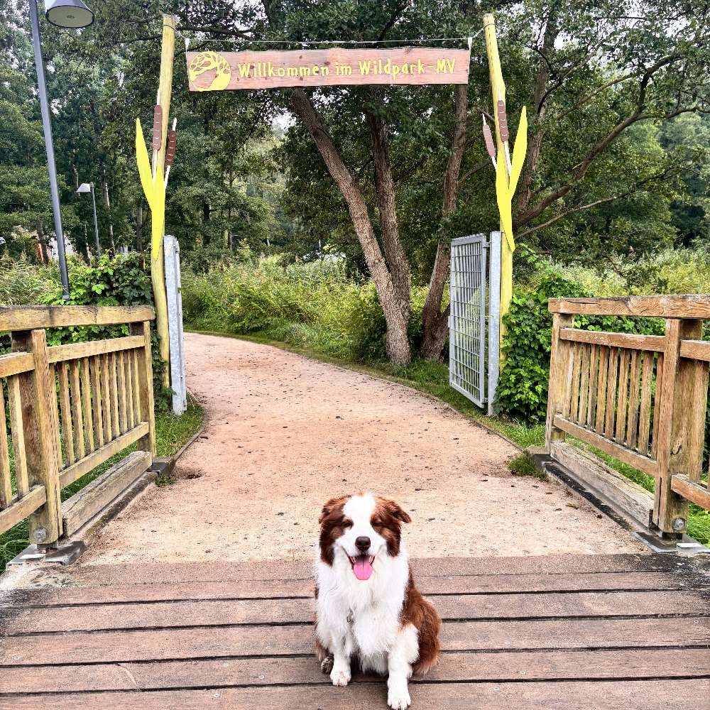 Hundetreffen-Gassirunde mit Übungen 😊-Profilbild