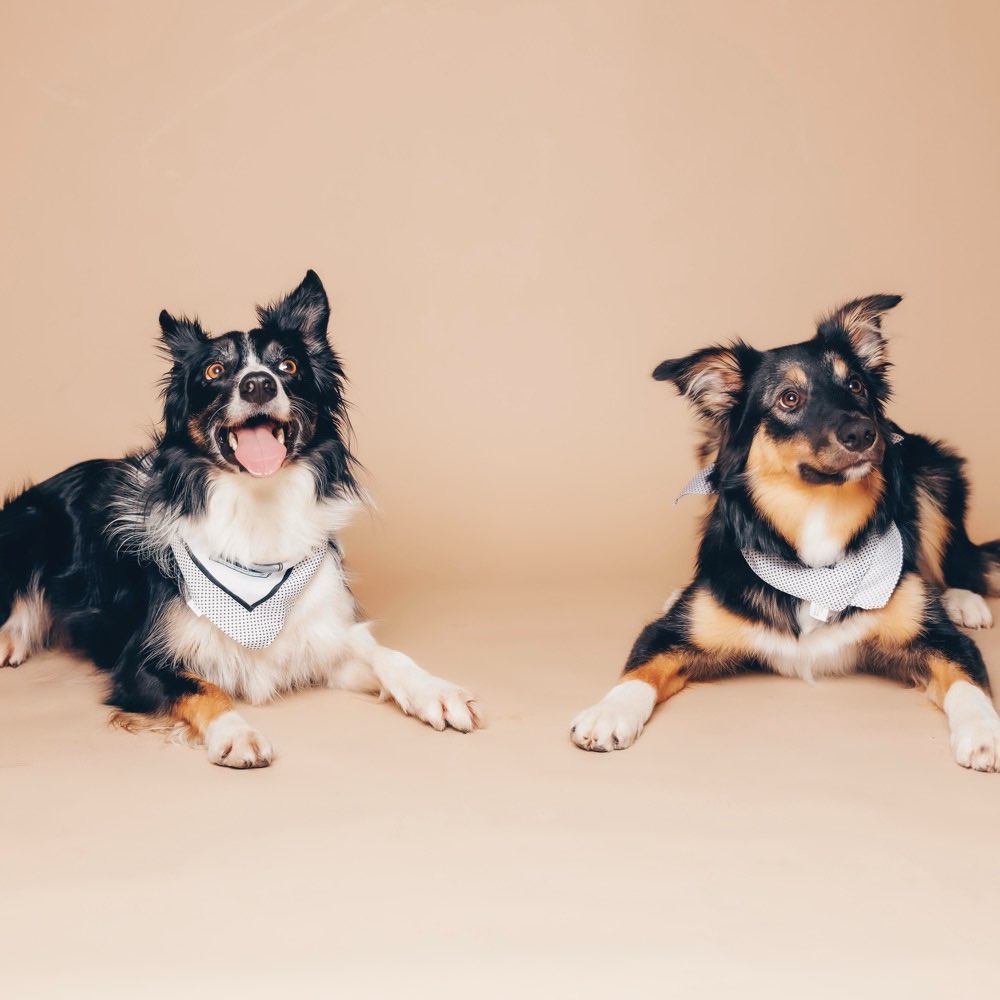 Hundetreffen-Gemeinsames Gassigehen-Profilbild
