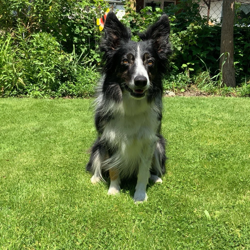 Hundetreffen-Gemeinsames Gassigehen-Profilbild